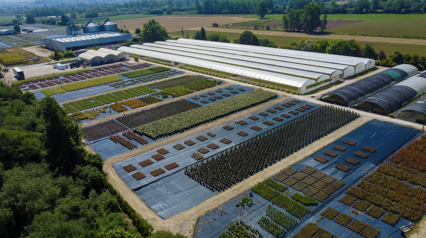 Flora Atlantic Plants 